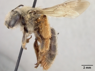 Andrena sitiliae, female, side