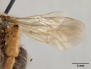Andrena sitiliae, female, wing