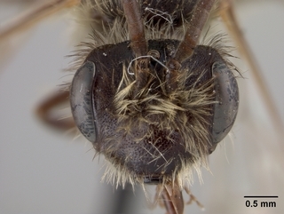 Andrena thaspii, male, face