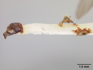 Andrena thaspii, male, genitalia