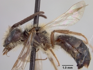 Andrena thaspii, male, side