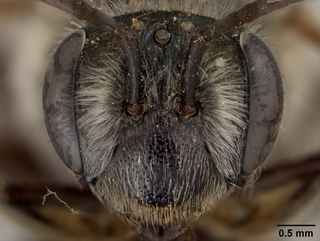 Andrena crataegi, female, face