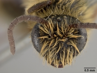 Andrena cyanophila, male, face