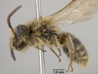 Andrena cyanophila, male, side