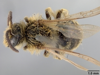 Andrena cyanophila, male, top