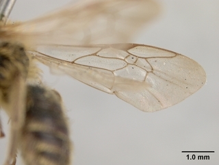 Andrena cyanophila, male, wing