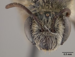 Andrena illinoiensis, female, face