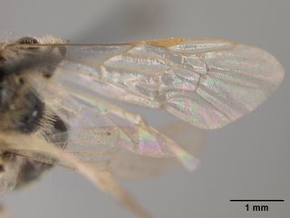 Andrena illinoiensis, female, wing