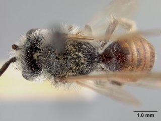 Andrena mariae, male, top