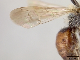 Andrena mariae, male, wing