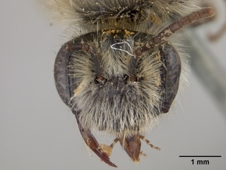 Andrena subaustralis, female, face