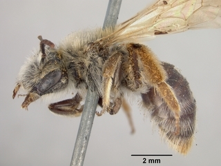 Andrena subaustralis, female, side