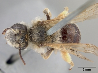 Andrena subaustralis, female, top