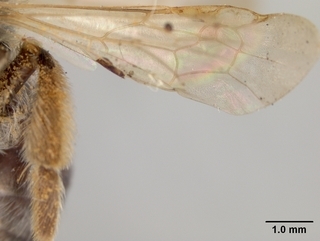 Andrena subaustralis, female, wing