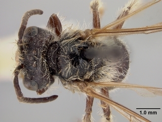 Andrena trevoris, male, top