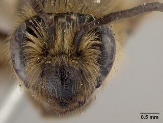 Andrena vierecki, female, face