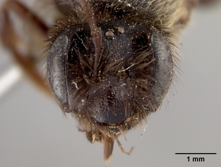 Andrena vierecki, female, face