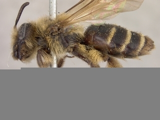 Andrena vierecki, female, side