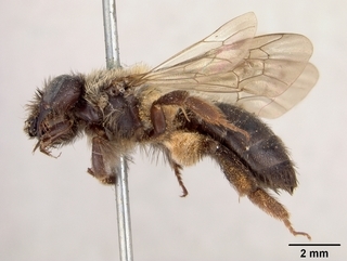 Andrena vierecki, female, side