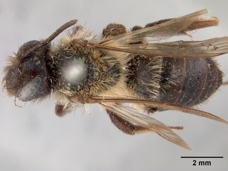 Andrena vierecki, female, top