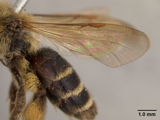Andrena vierecki, female, wing