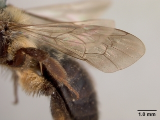Andrena vierecki, female, wing
