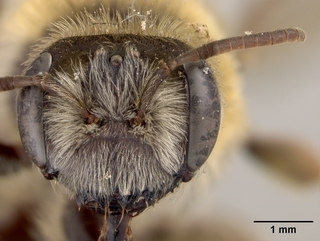 Andrena wilmattae, female, face