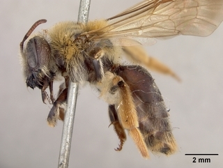 Andrena wilmattae, female, side