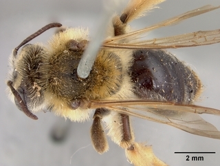 Andrena wilmattae, female, top