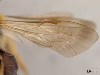 Andrena wilmattae, female, wing