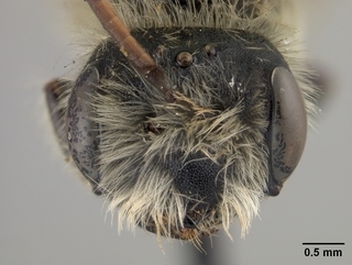 Andrena wilmattae, male, face