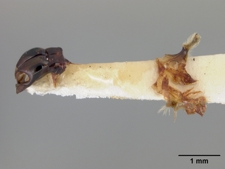Andrena wilmattae, male, genitalia