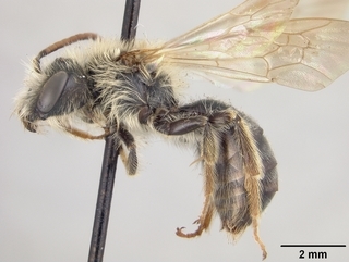 Andrena wilmattae, male, side