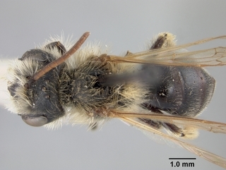 Andrena wilmattae, male, top
