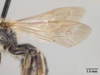 Andrena wilmattae, male, wing