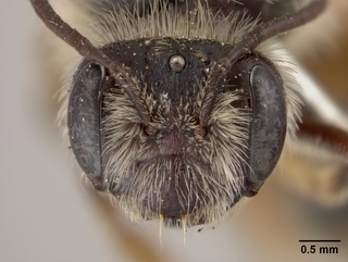 Andrena xanthigera, female, face
