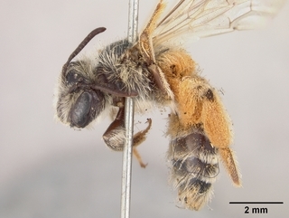 Andrena xanthigera, female, side