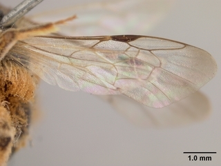 Andrena xanthigera, female, wing