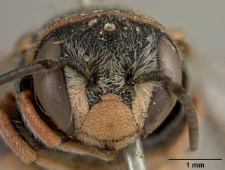 Anthidiellum ehrhorni, male, face