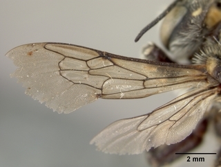 Anthidium banningense, male, wing