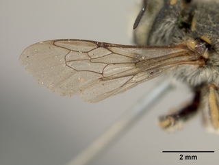 Anthidium collectum, female, wing