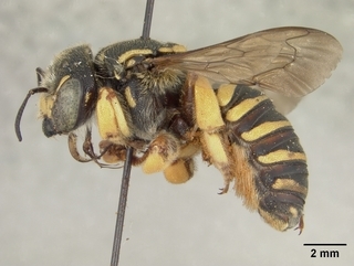 Trachusa dorsalis, female, side