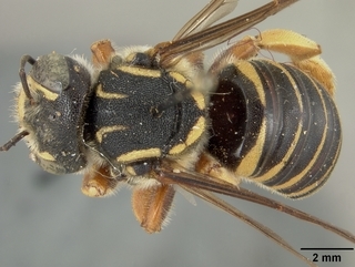 Trachusa dorsalis, female, top