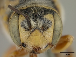 Trachusa larreae, female, face