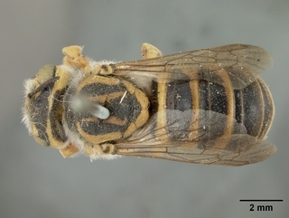 Trachusa larreae, female, top