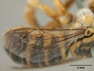 Trachusa larreae, female, wing