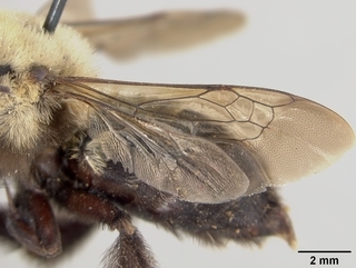 Anthophora bomboides, female, wing