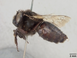 Anthophora pacifica, female, side