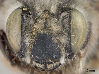 Anthophora porterae, female, face