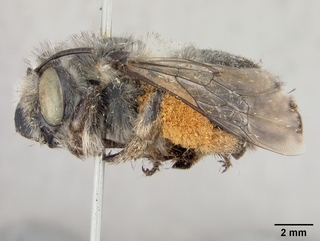 Anthophora porterae, female, side